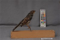 藏品(黃喉鵐)的圖片